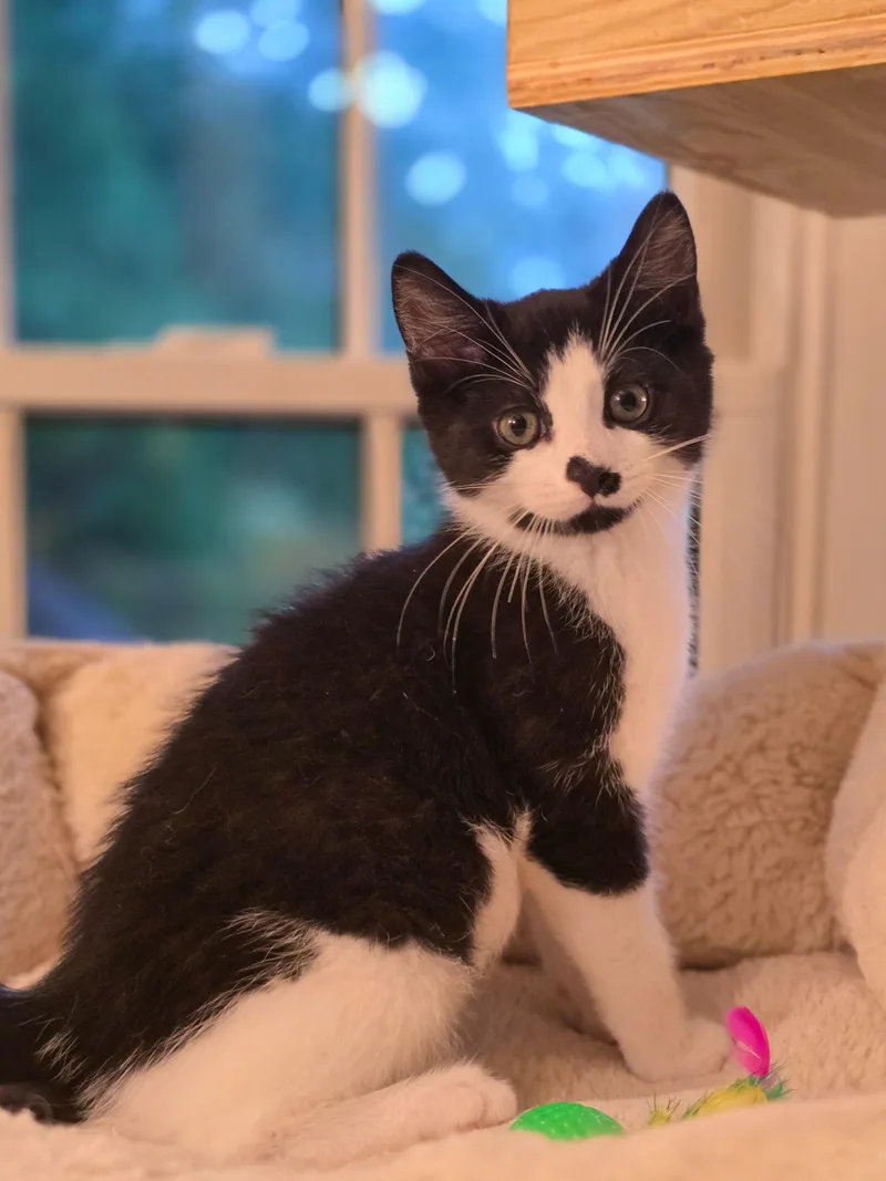 A baby medium-sized male Black & White / Tuxedo Domestic Short Hair cat named Falkor for adoption in Mullica Hill, NJ