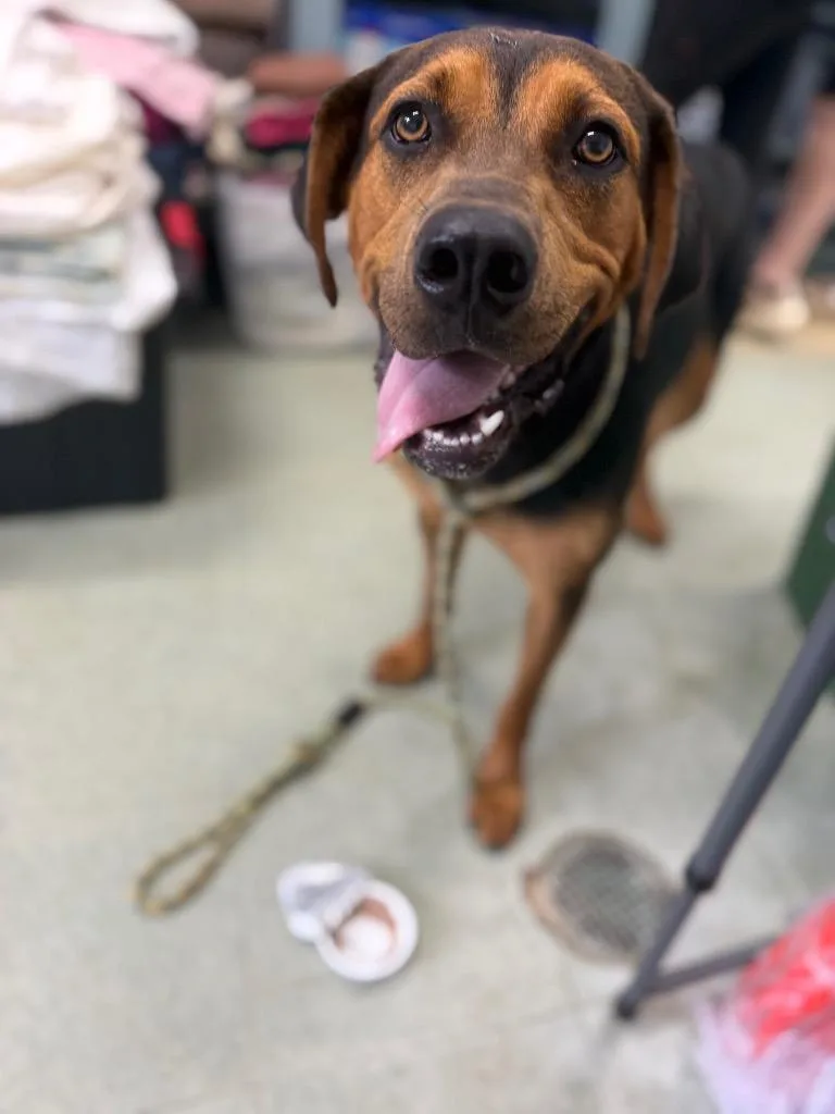 A young medium-sized female Mixed Breed dog named Dolly for adoption in Danielsville, GA