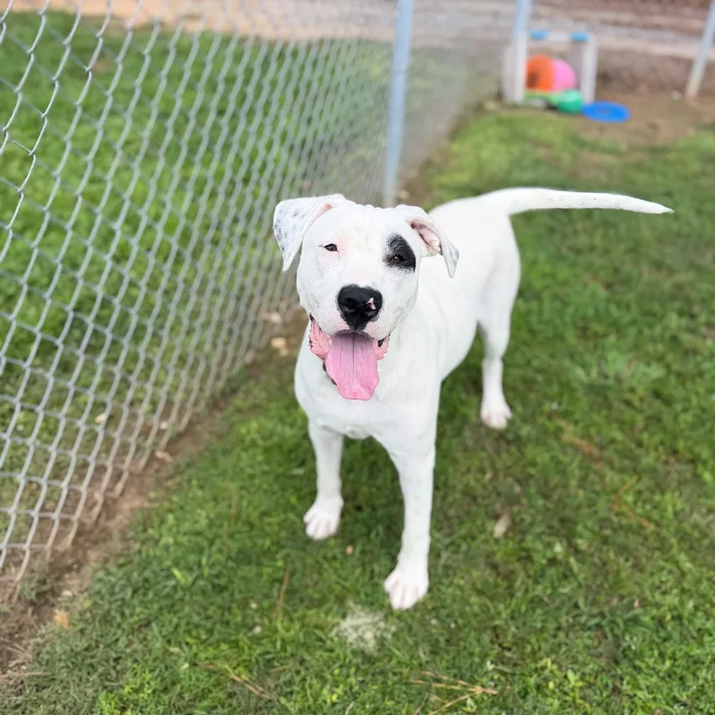 An adult medium-sized male Mixed Breed dog named Clint for adoption in Summerdale, AL
