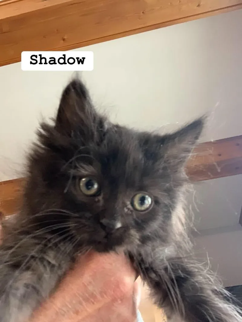 A baby medium-sized male Domestic Long Hair cat named Shadow for adoption in Turnersville, NJ