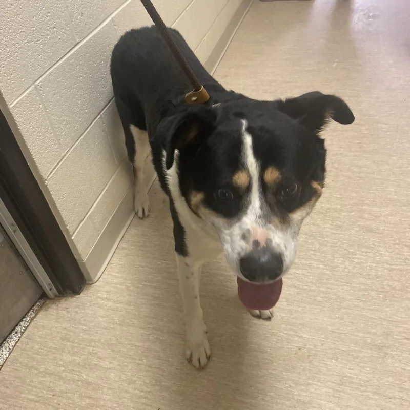 An adult large-sized male Black Mixed Breed dog named Boomer for adoption in Red House, WV