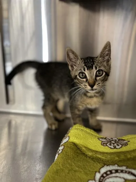 A baby small-sized male Domestic Short Hair cat named Troy for adoption in Chula Vista, CA