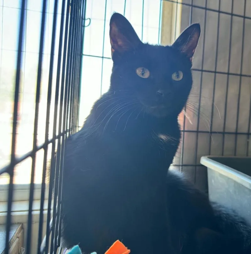 A young small-sized female Domestic Short Hair cat named Elphie for adoption in Ogden, UT
