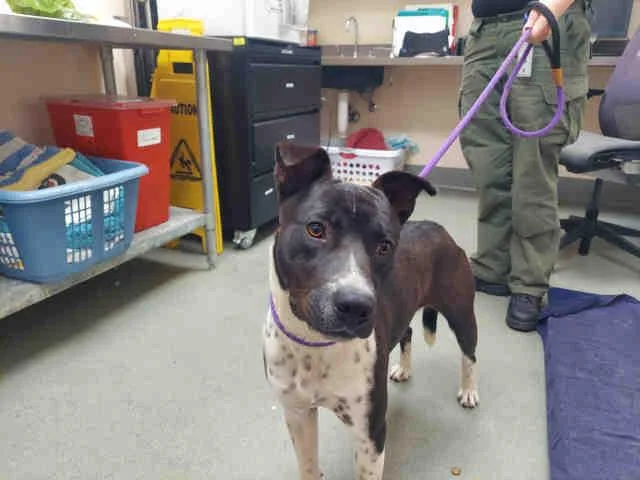 An adult medium-sized male Pit Bull Terrier dog named Tony for adoption in Carlsbad, CA