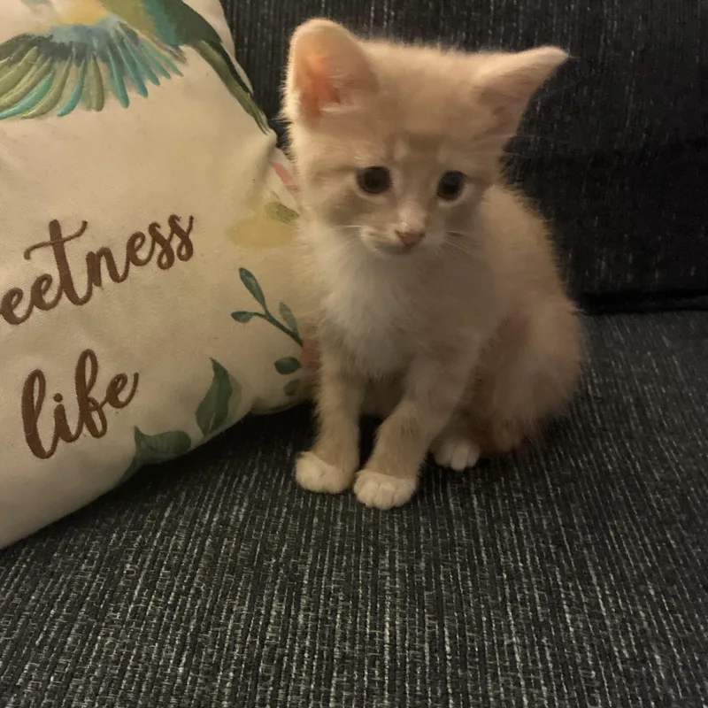 A baby medium-sized male Domestic Short Hair cat named October for adoption in Crown Point, IN
