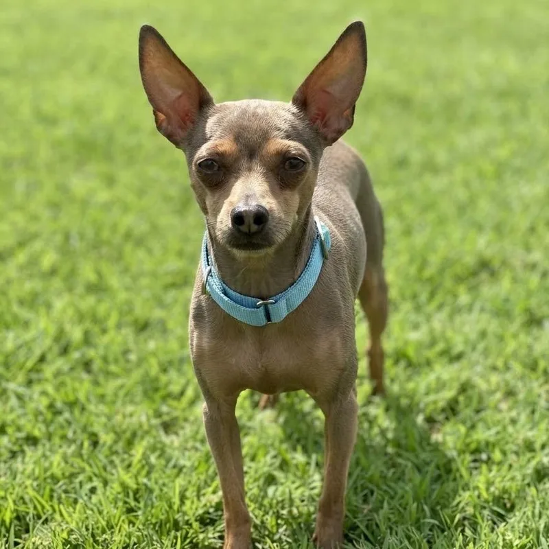 A young small-sized male Red / Chestnut / Orange Chihuahua dog named Suave for adoption in Las Vegas, NV