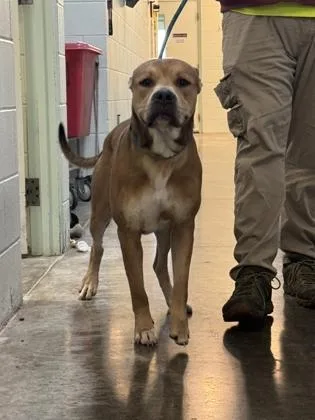 An adult large-sized male Mixed Breed dog named Nicko for adoption in Columbus, IN