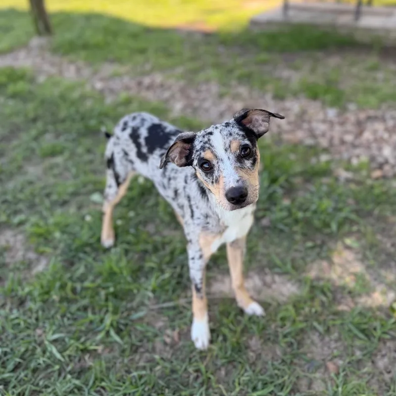 Foofoo The Snoo thumbnail 2