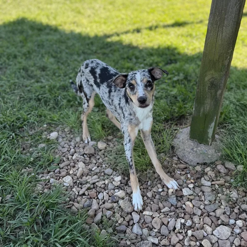 Foofoo The Snoo thumbnail 3