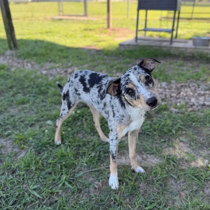 Foofoo The Snoo thumbnail 4