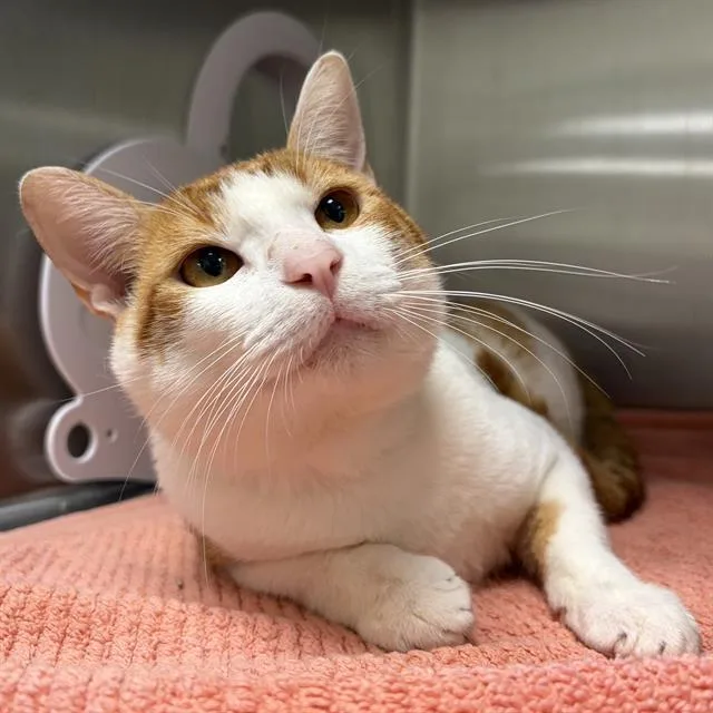 A young small-sized male Domestic Short Hair cat named Cheerios for adoption in Centerville, MA