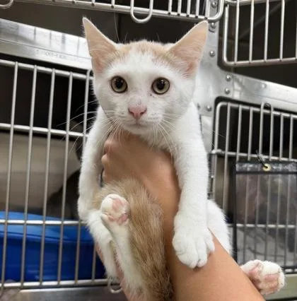 A baby small-sized male Orange & White Domestic Short Hair cat named Leek for adoption in Dubuque, IA
