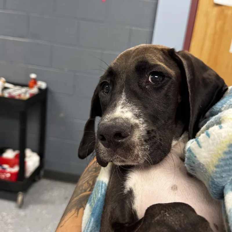 A baby small-sized male Black Mixed Breed dog named Manny for adoption in St Joseph, MO