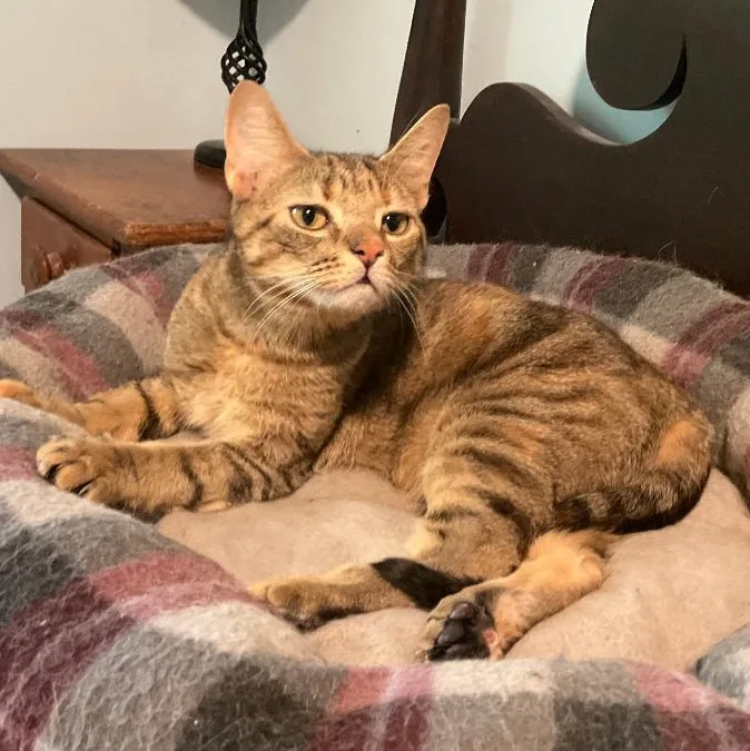 A young medium-sized female Tabby (Brown / Chocolate) Domestic Short Hair cat named Gatita for adoption in Fair Haven, VT