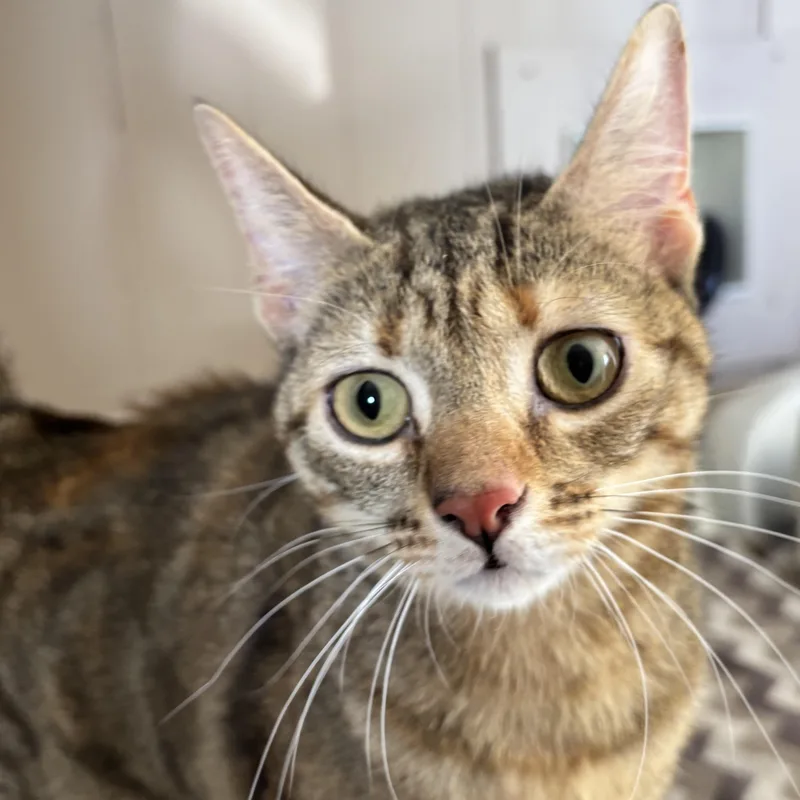 Gatita thumbnail 3
