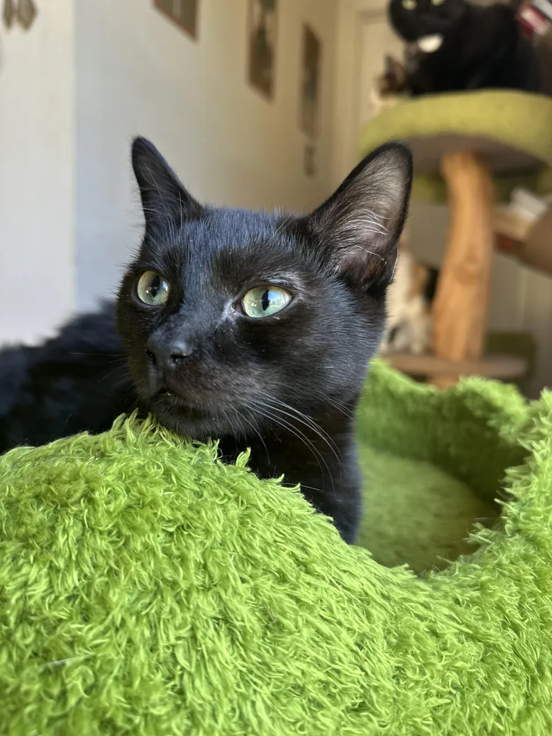 P.sherman  Wallaby Way thumbnail 3