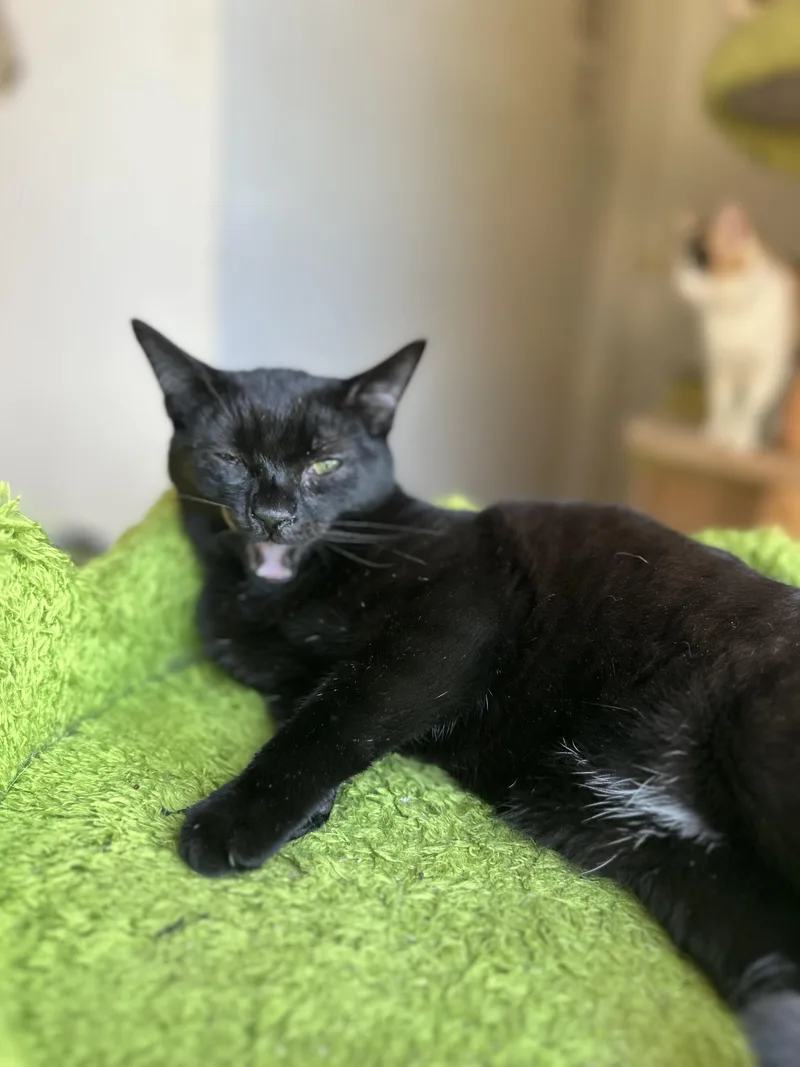 P.sherman  Wallaby Way thumbnail 4