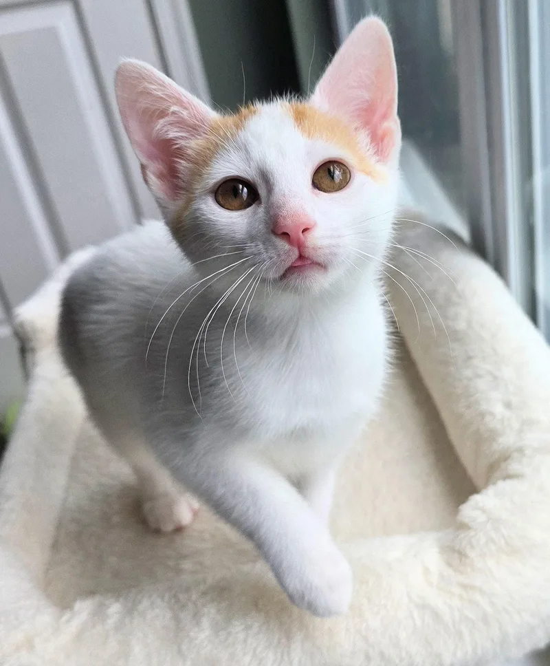A baby medium-sized male Orange & White Domestic Short Hair cat named Raphael for adoption in Cincinnati, OH