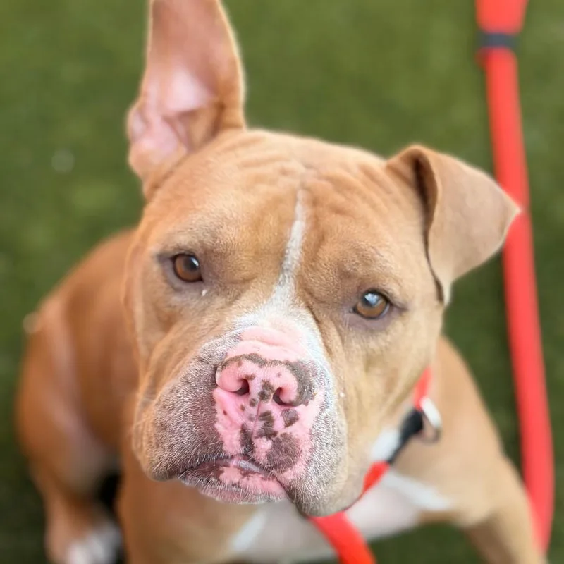 A young medium-sized female Golden Mixed Breed dog named Susie for adoption in Narberth, PA