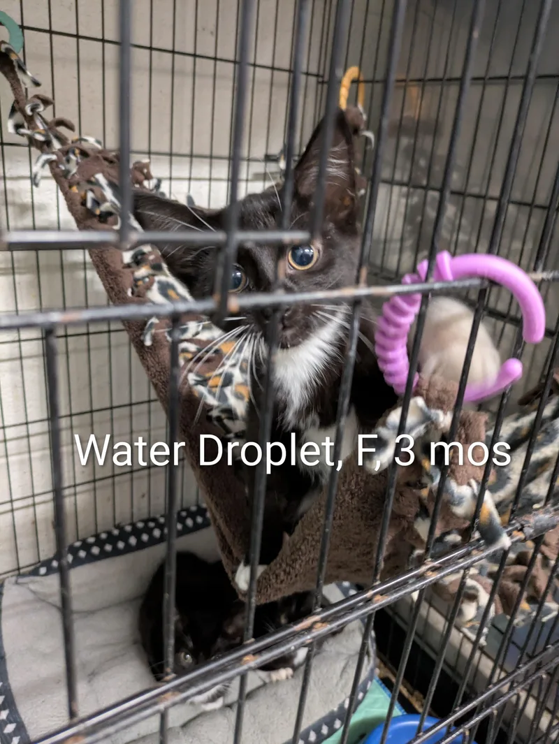 A young small-sized female Black & White / Tuxedo Domestic Short Hair cat named Water Droplet for adoption in Bedford, VA