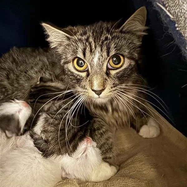 A young small-sized female Brown / Chocolate American Shorthair cat named Minerva for adoption in Mount Shasta, CA