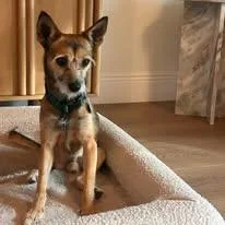 Sylvester thumbnail 2