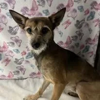 Sylvester thumbnail 3