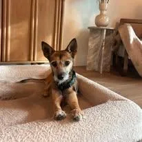 Sylvester thumbnail 4