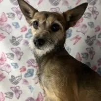 Sylvester thumbnail 5