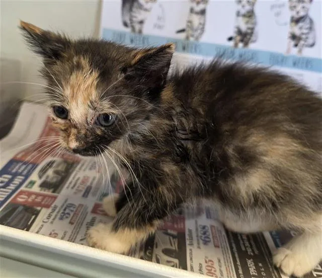 A baby small-sized female Domestic Short Hair cat named Xyla for adoption in San Antonio, TX