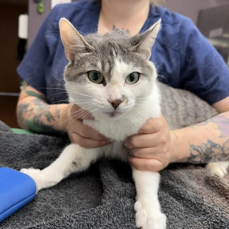 An adult medium-sized female Gray / Blue / Silver Domestic Short Hair cat named Circe for adoption in Madison, WI