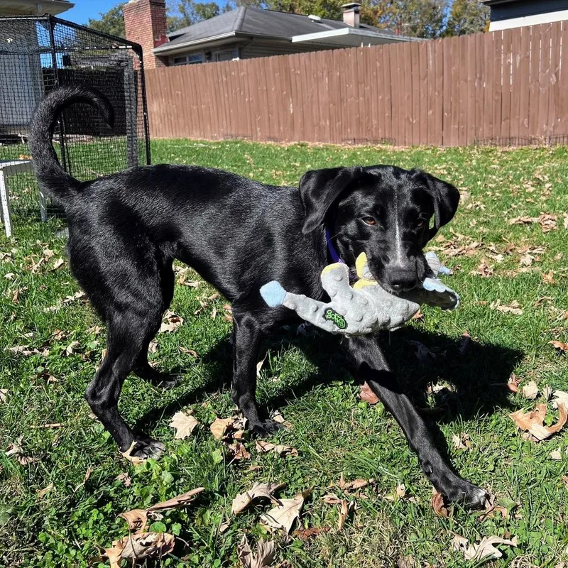 An adult medium-sized female Tricolor (Brown, Black, & White) Labrador Retriever dog named Doralee for adoption in Reynoldsburg, OH