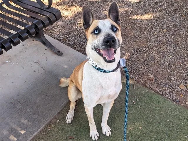 An adult large-sized male Australian Cattle Dog / Blue Heeler dog named Topher for adoption in Phoenix, AZ