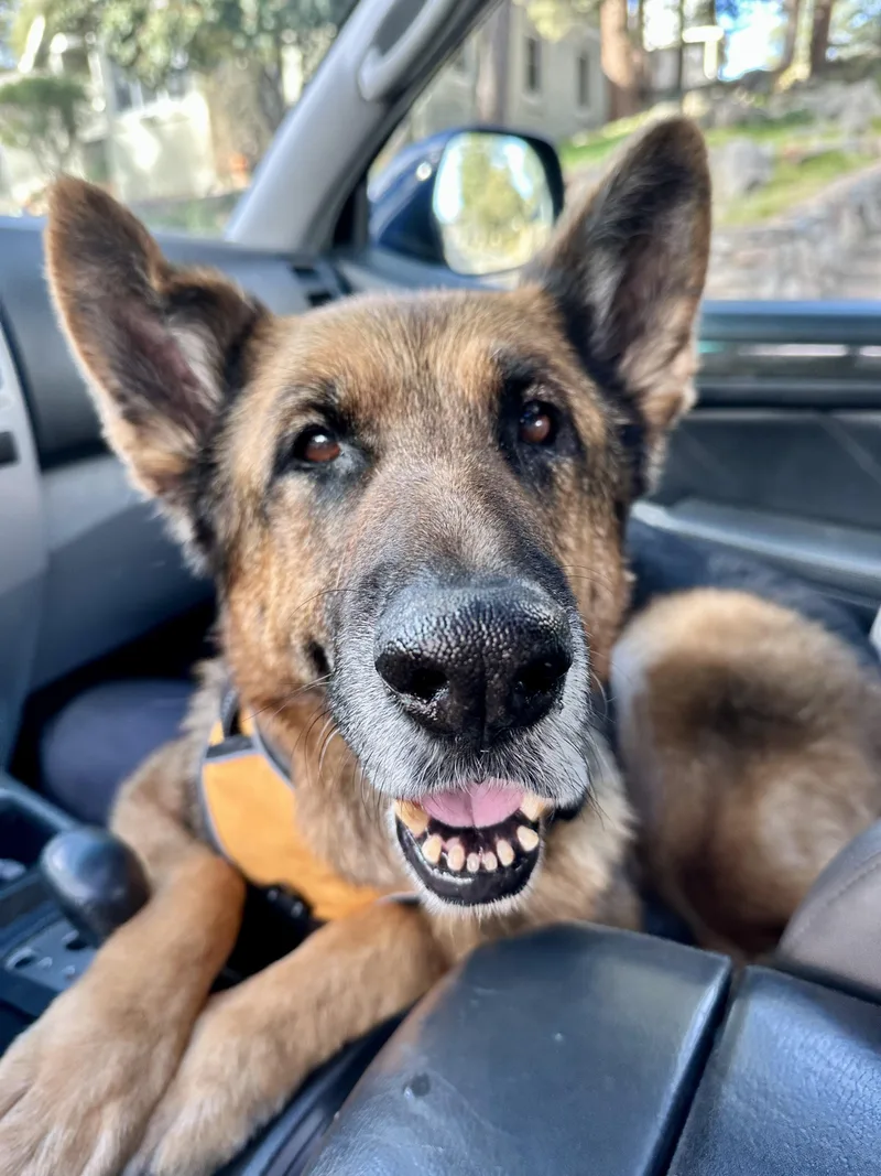 🍌 Chiquita “banana” —