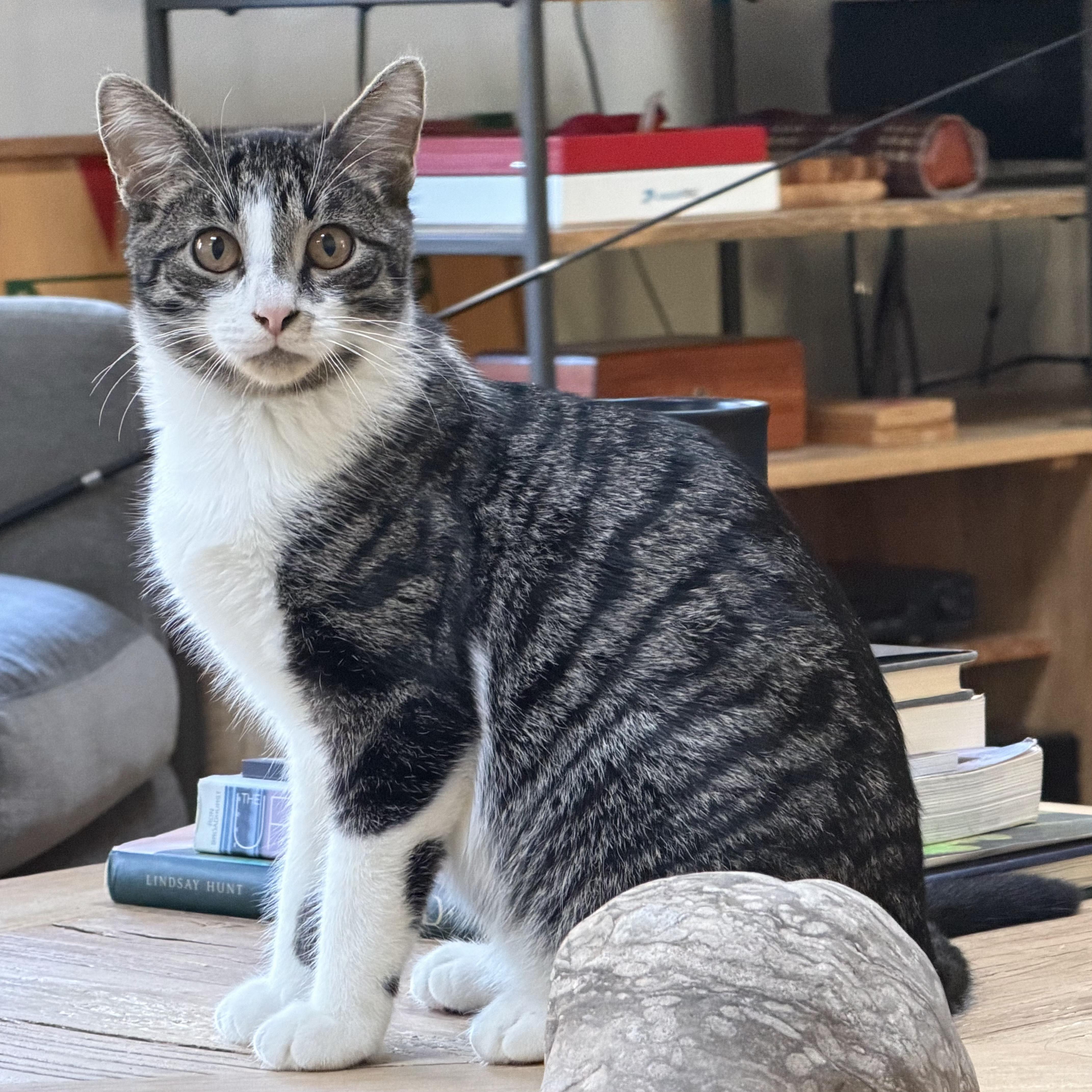 A baby small-sized male Tabby (Brown / Chocolate) Domestic Short Hair cat named Zolo for adoption in Grand Rapids, MI