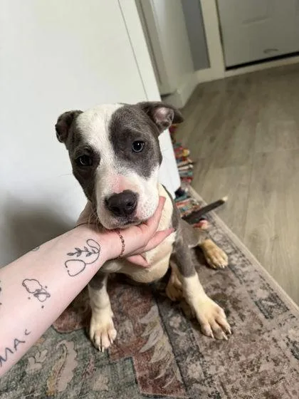 A baby medium-sized female Mixed Breed dog named Muffin for adoption in Hobart, IN