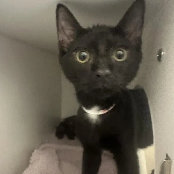 A baby small-sized male Domestic Short Hair cat named St. James Place for adoption in Walnut Creek, CA