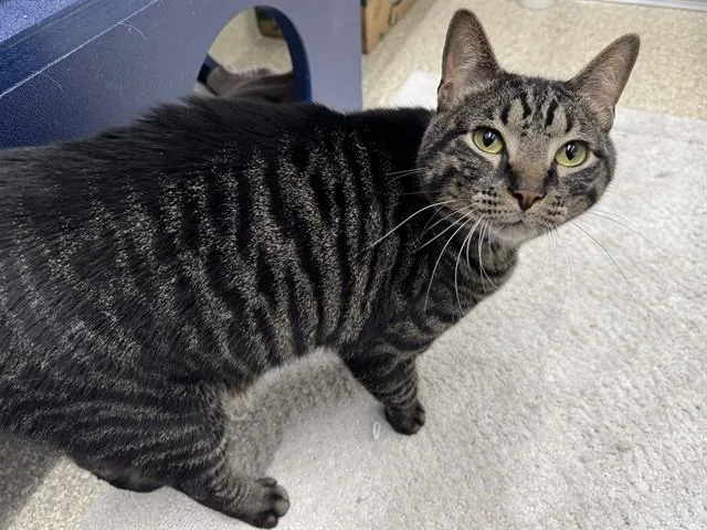 A young small-sized male Domestic Short Hair cat named Coco for adoption in Saint Louis, MO