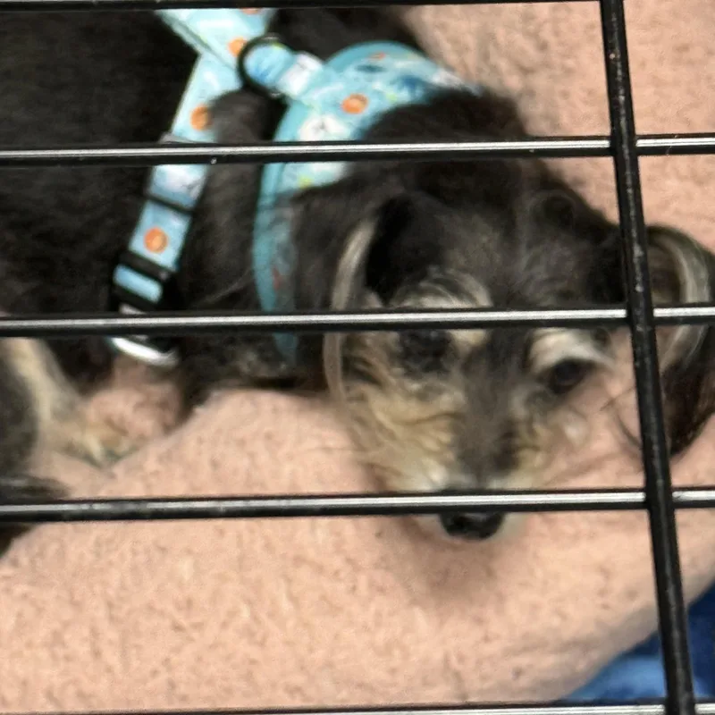 An adult small-sized male Black Yorkshire Terrier dog named George for adoption in Yonkers, NY