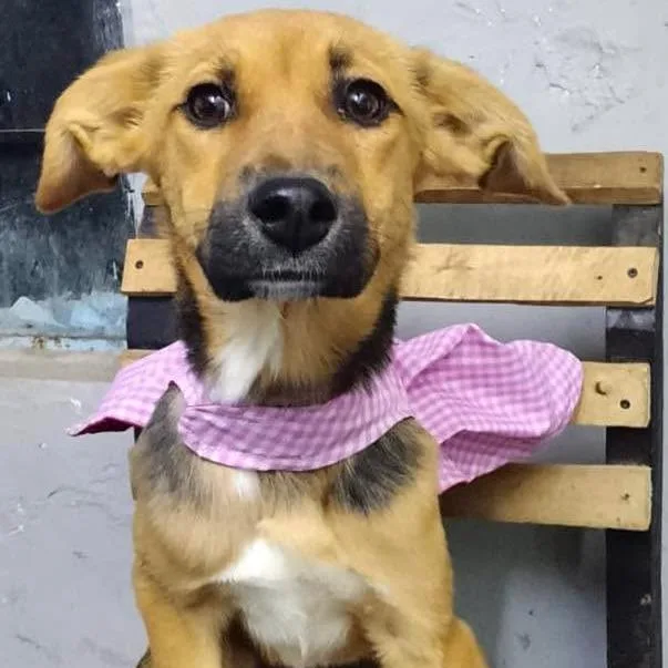 A young medium-sized female Mixed Breed dog named Nini for adoption in Plainfield, IL