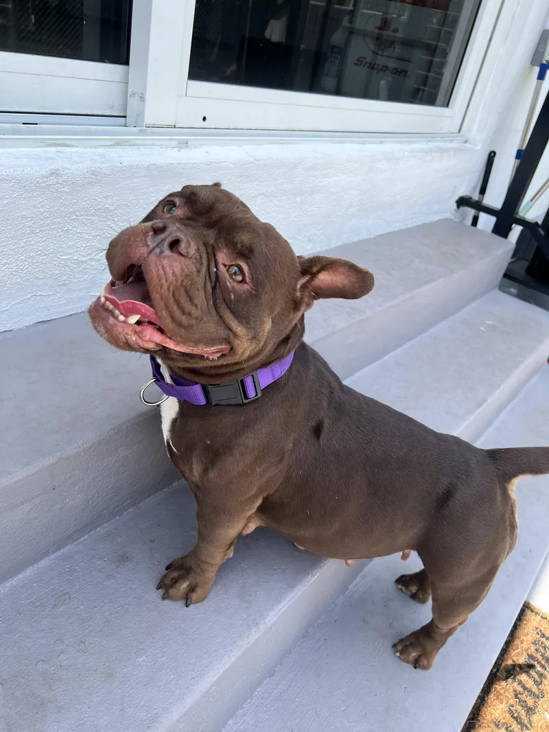 An adult medium-sized female Brown / Chocolate American Bully dog named Maple for adoption in North Miami, FL