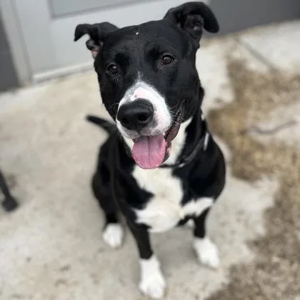 A young large-sized male Mixed Breed dog named Ryder for adoption in Janesville, WI