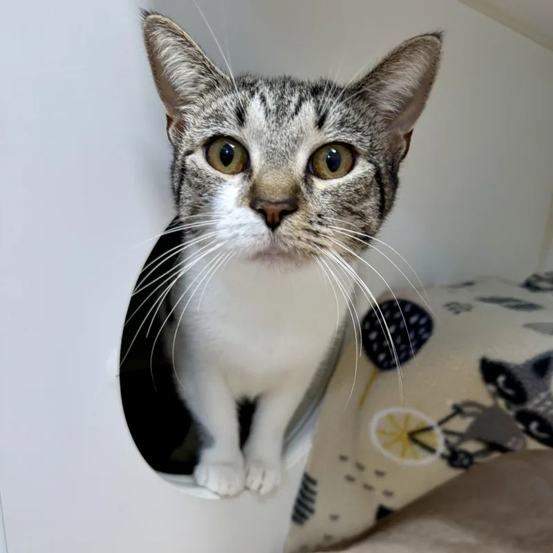 An adult medium-sized female Domestic Short Hair cat named Harlow for adoption in Reisterstown, MD