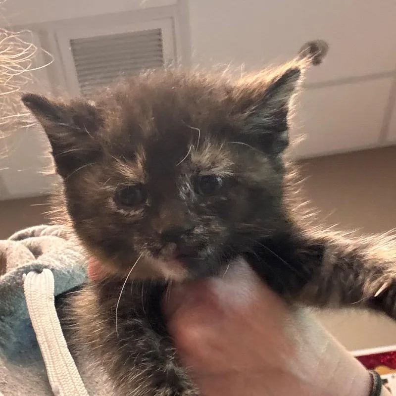 A baby small-sized female Torbie Domestic Short Hair cat named Harley for adoption in Norman, OK