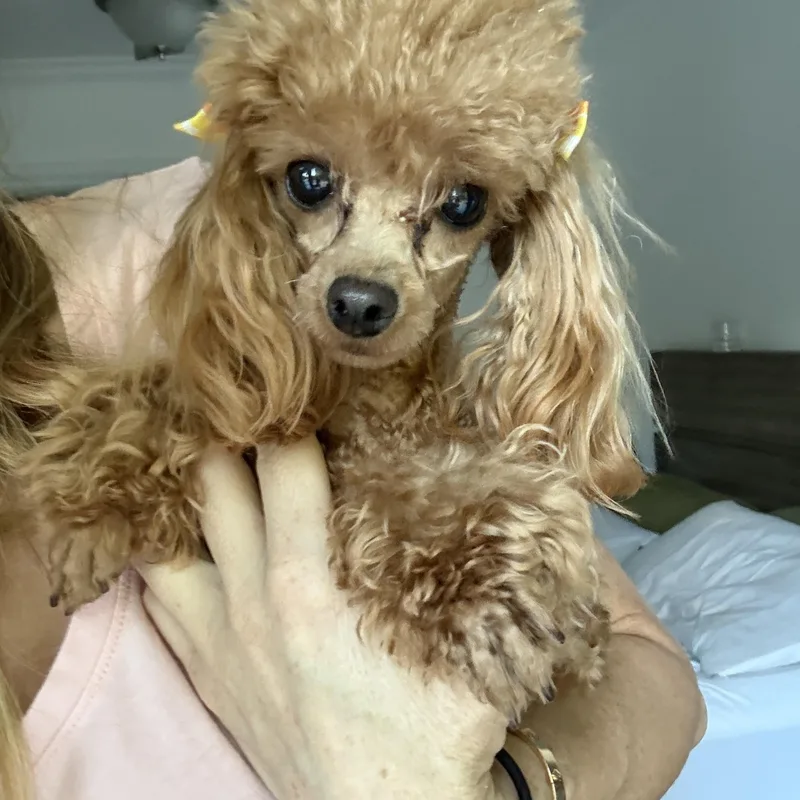 Ginger thumbnail 2