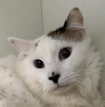 An adult medium-sized male Domestic Medium Hair cat named Cutie Pie for adoption in Palm Coast, FL