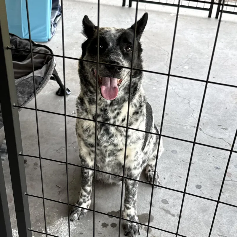 An adult medium-sized female Bicolor Australian Cattle Dog / Blue Heeler dog named Ruth Ann for adoption in Folkston, GA