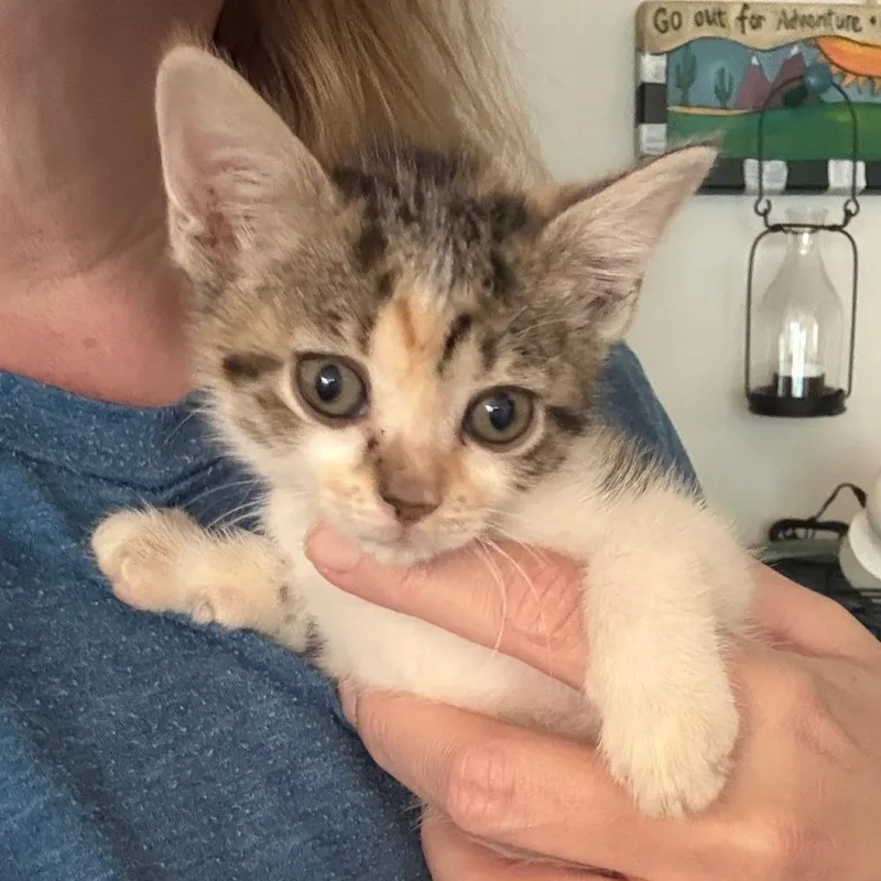 A baby small-sized female Calico Domestic Short Hair cat named Shelby for adoption in Houston, TX