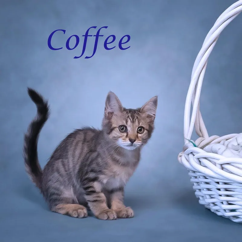 A baby small-sized male Brown / Chocolate Domestic Medium Hair cat named Coffee C for adoption in Lebanon, TN