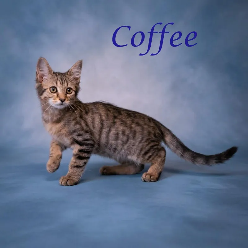 Coffee C thumbnail 2